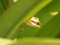 Pacific Tree Frog (Hyla regilla) (AKA Pacific tree frog)