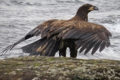 Immature Bald Eagle