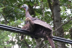 \'Wild\' Turkey