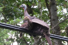 'Wild' Turkey