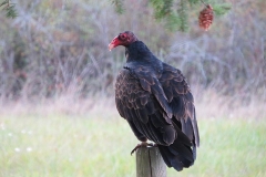 Turkey Vulture