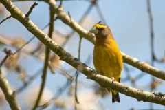 Evening Grosbeak