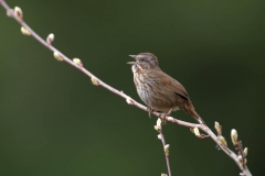 Song Sparrow