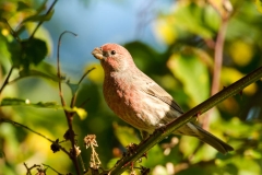 House Finch