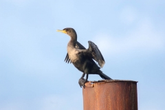 Double-crested Cormorant