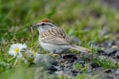 Chipping Sparrow