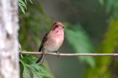 Purple Finch