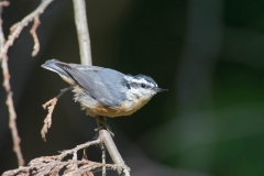 White breasted Nuthatch