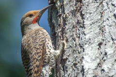 Northern Flicker