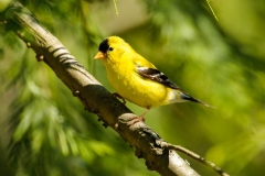 American Goldfinch