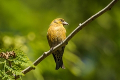 Red Crossbill