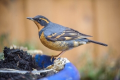 Varied Thrush