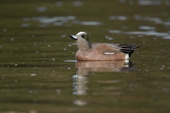 American Wigeon