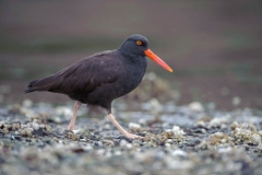 Black Oystercatcher