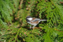 Black-capped Chickadee