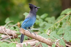 Steller\'s Jay