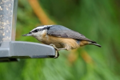 Red-breasted Nuthatch