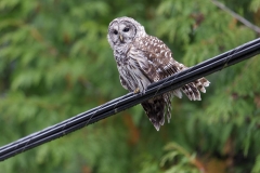 Barred Owl (Strix varia)