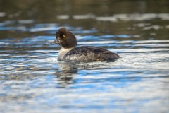 Barrow's Goldeneye