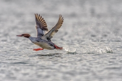 Red-breasted Merganser