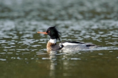 Red-breasted Merganser