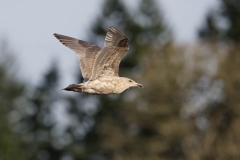 Glaucous-winged Gull