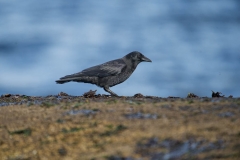 Northwestern Crow