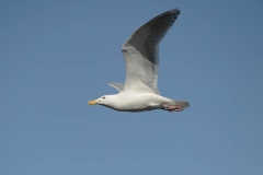 Western Gull