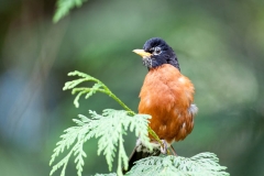 American Robin