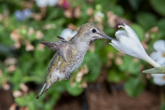 Female Anna\'s Hummingbird (Calypte anna) feeding at a Hosta flower