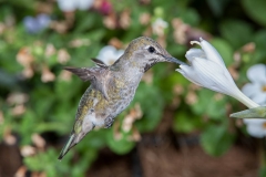 Female Anna's Hummingbird (Calypte anna) feeding at a Hosta flower