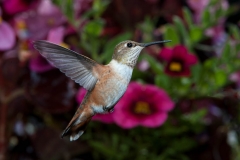 Female Rufous Hummingbird