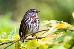 Fox Sparrow