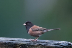 Dark-eyed Junco