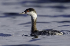 Western Grebe