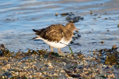 Red Knot