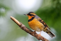 Varied Thrush