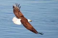 Bald eagle in flight