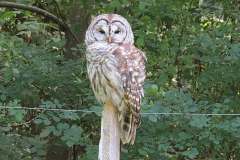 Barred Owl