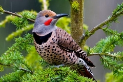 Northern Flicker