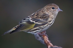 Pine Siskin