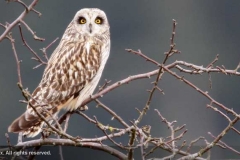 Short-eared Owl