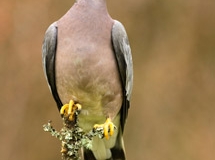 Mourning Dove