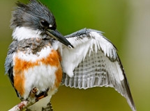 Belted Kingfisher