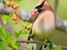 Cedar Waxwing