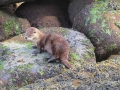 River Otter (Lontra canadensis)