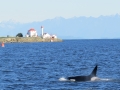 Killer Whale (Orcinus orca)