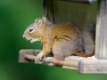 Red Squirrel (Tamiasciurus hudsonicus) on bird seed feeder, Gabriola , British Columbia, Canada