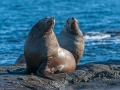 Steller Sea Lion (Eumetopias jubatus) also known as the Northern Sea Lion and Steller's Sea Lion on rocks near Valdes Isand, British Columbia, Canada