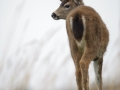 White-tailed Deer (Odocoileus virginianus)